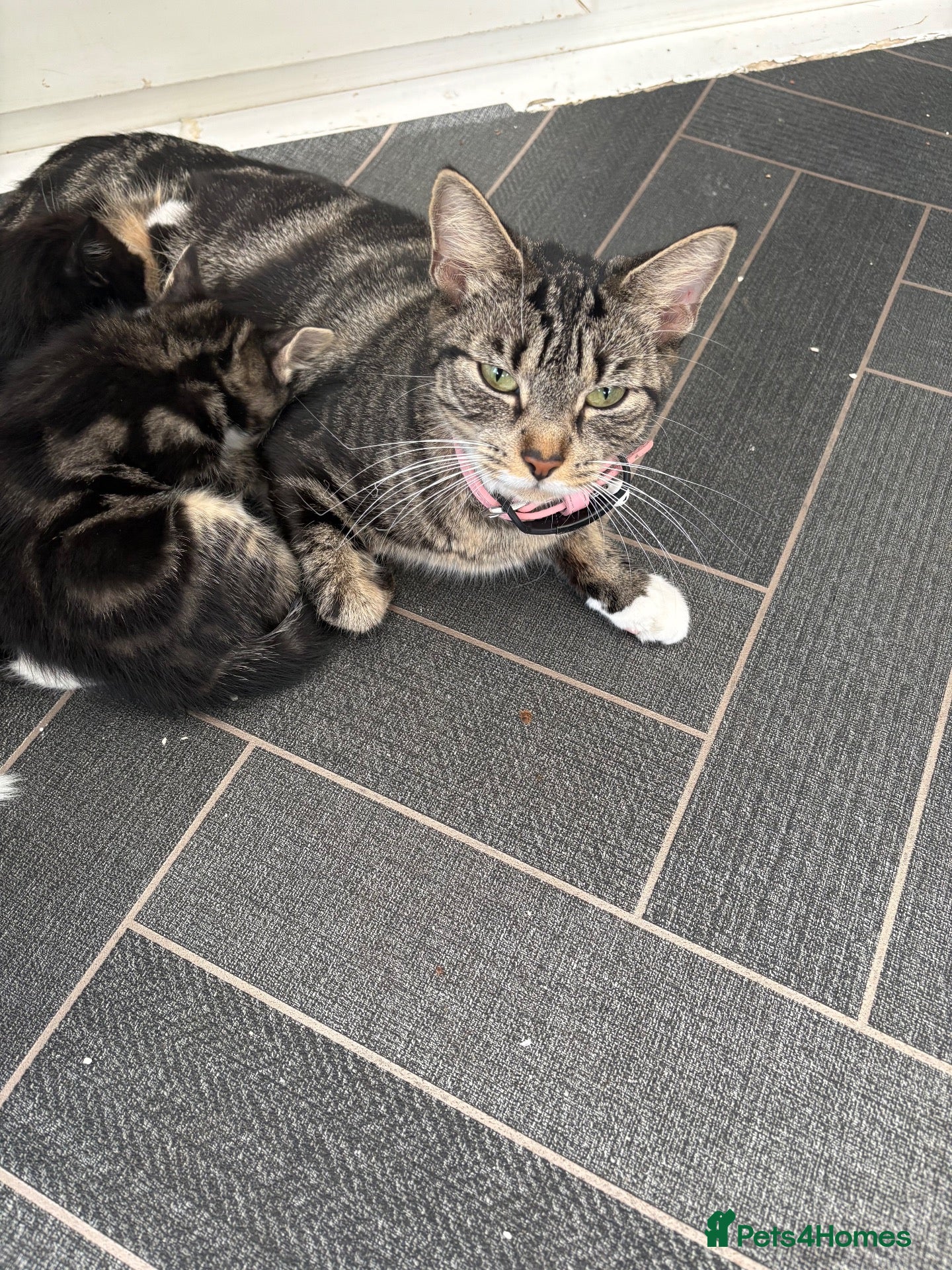 Mixed Breed cats 5 Beautiful kittens ready for their forever homes - Advert 2