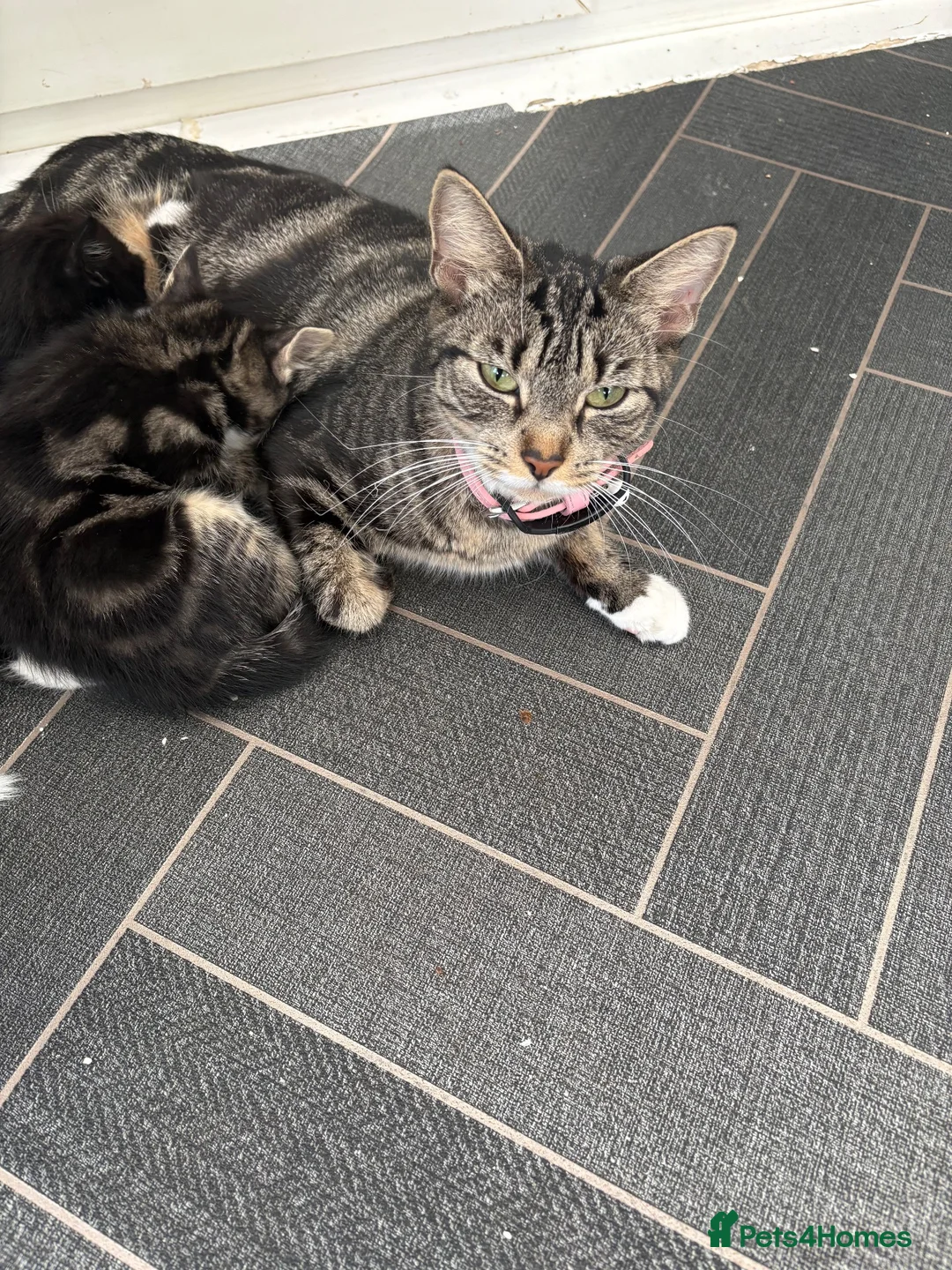 Mixed Breed cats for sale: 5 Beautiful kittens ready for their forever homes in Hitchin - Advert 1