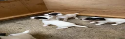 Parson Russell dogs for sale: Parson Russell pups for sale  - Advert 9