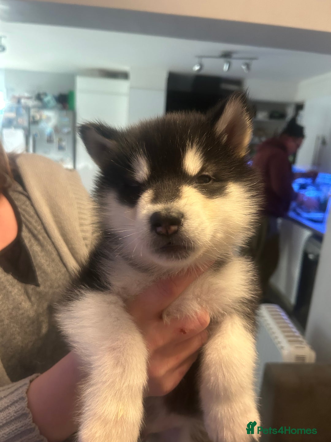 Alaskan Malamute dogs for sale: !ONLY 3 LEFT! - Advert 20