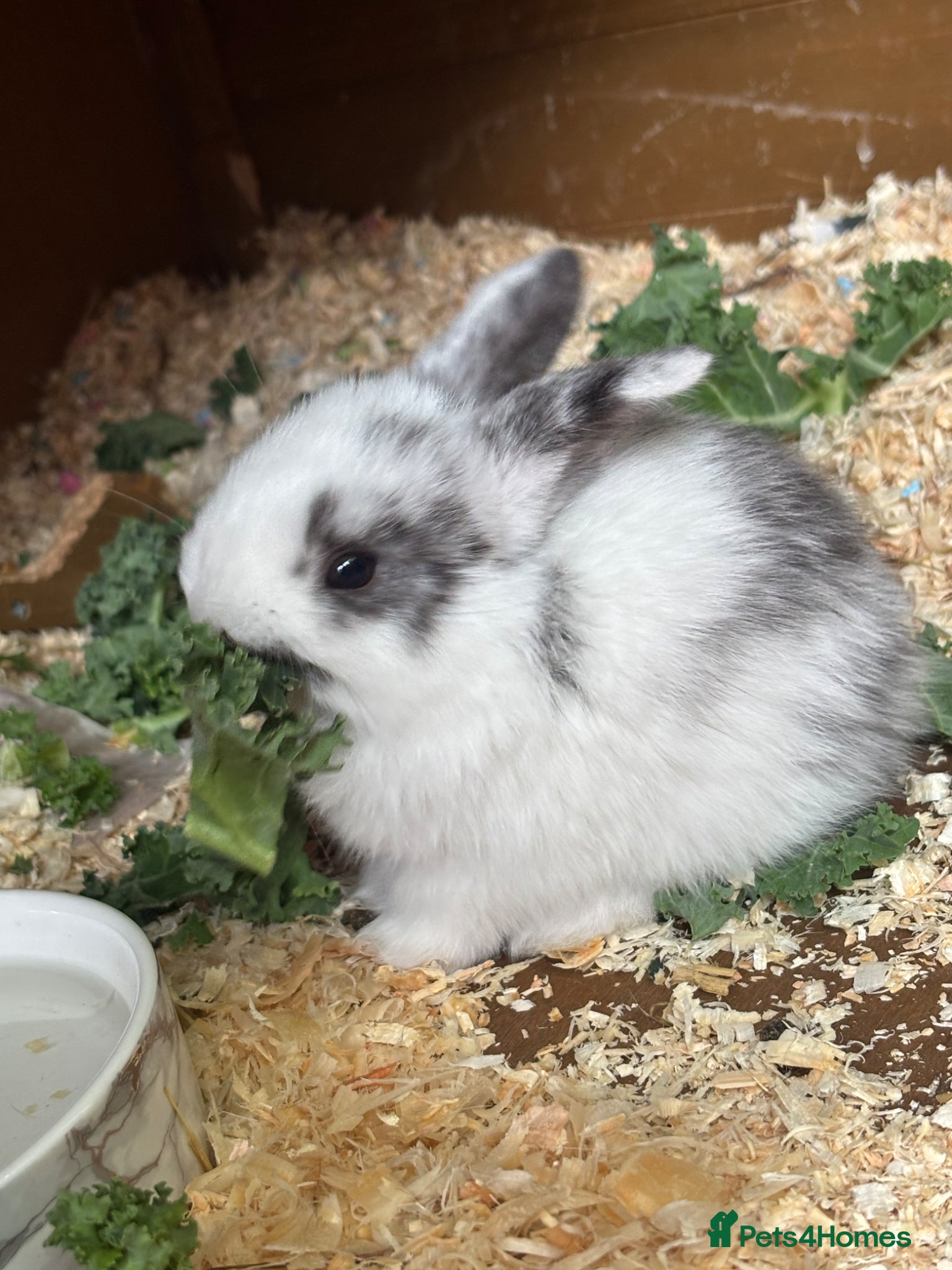 Mini Lop rabbits 3 female mini lops  - Advert 1