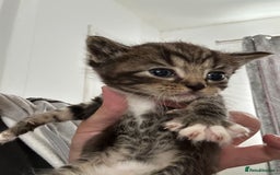 Ragdoll cats for sale: Ragdoll cross bengal - Image 2