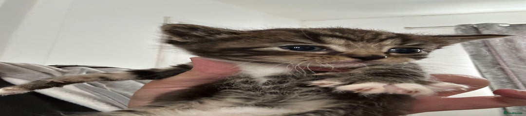 Ragdoll Kitten 1