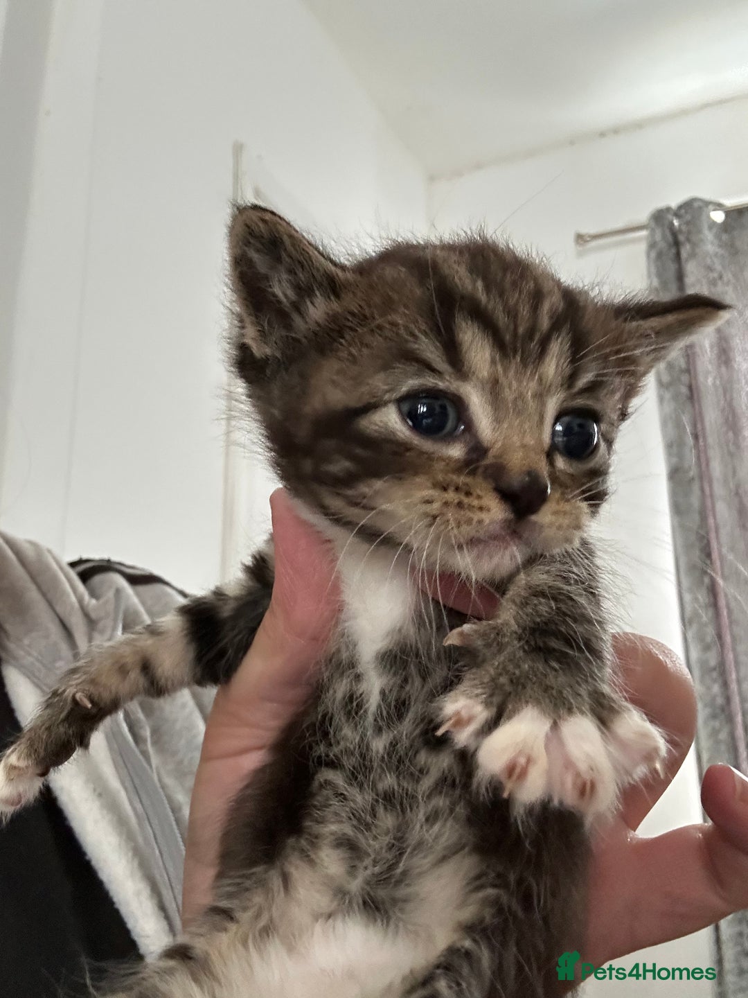 Ragdoll cats for sale: Ragdoll cross bengal - Image 2
