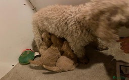 Cavapoo dogs for sale: Cavapoo litter  - Image 11