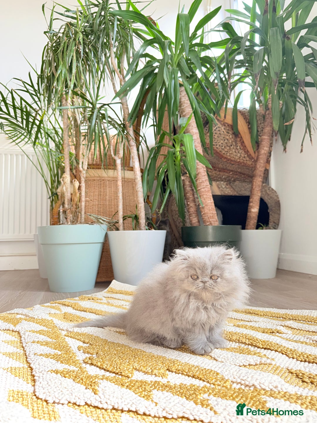 Persian cats for sale: Grand Imperial Bloodlines Pedigree Cats, Reduced! - Image 6
