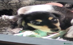 Miniature Dachshund dogs for sale: KC Black and Cream  ready now - Image 28