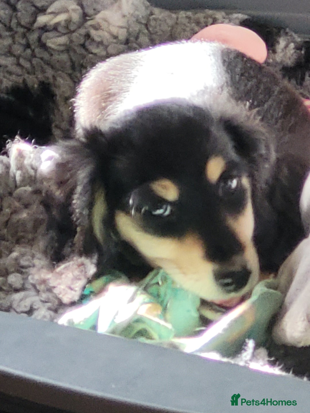 Miniature Dachshund dogs for sale: KC Black and Cream  ready now - Image 28