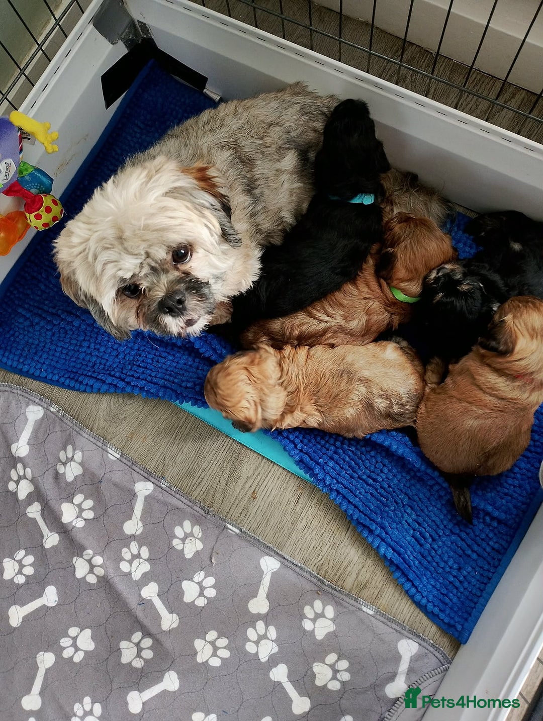 Lhasapoo dogs for sale: Lhasapoo pups - Advert 6