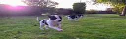 Whippet dogs for sale: 1 Girl Left - KC Whippet Puppies in Aberdeenshire - Advert 6