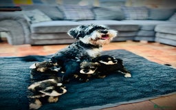 Mixed Breed dogs for sale: Miniature Schnoodle. Schnoodle Mum, Schnauzer Dad - Image 5