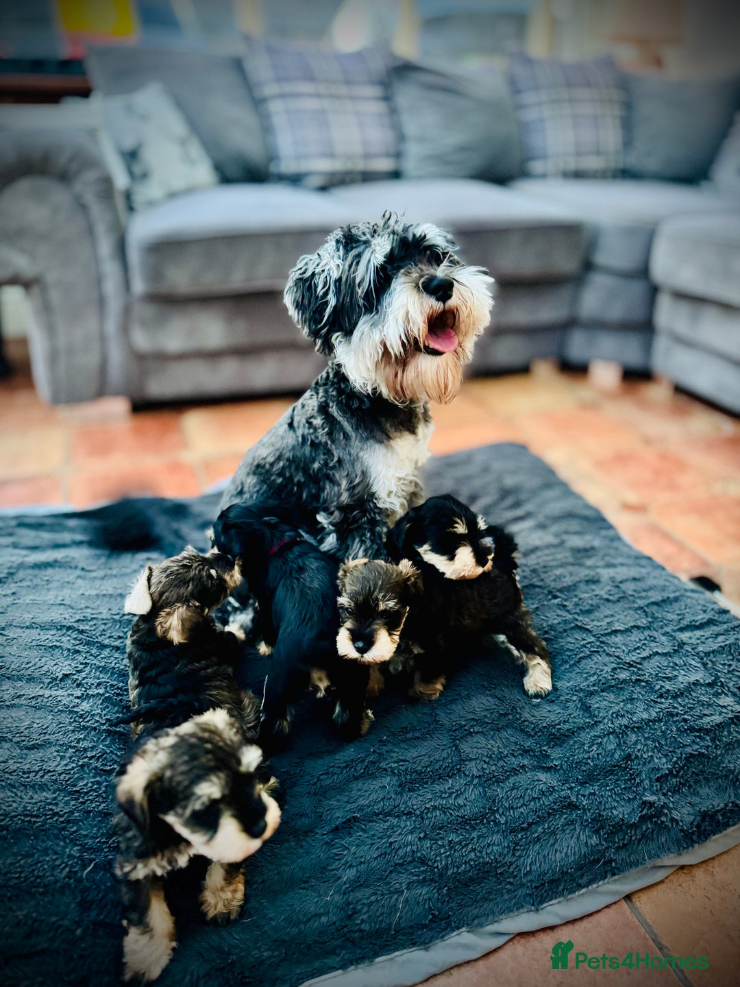 Mixed Breed dogs for sale: Miniature Schnoodle. Schnoodle Mum, Schnauzer Dad - Image 5