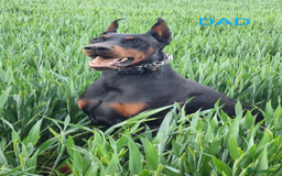 Dobermann dogs for sale: Proper Chunky Euro doberman pups 💕 - Image 30
