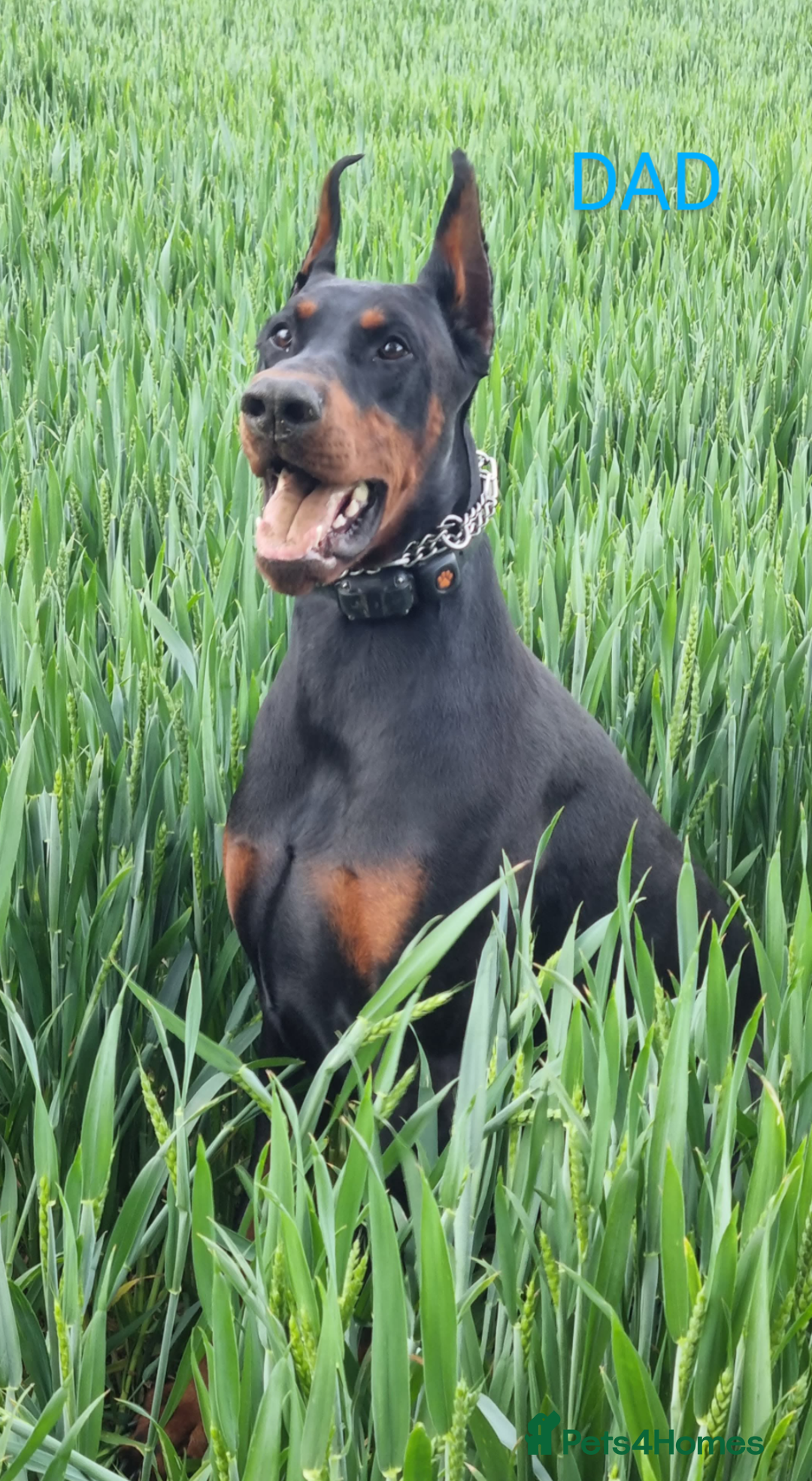 Dobermann dogs for sale: Proper Chunky Euro doberman pups 💕 - Image 30