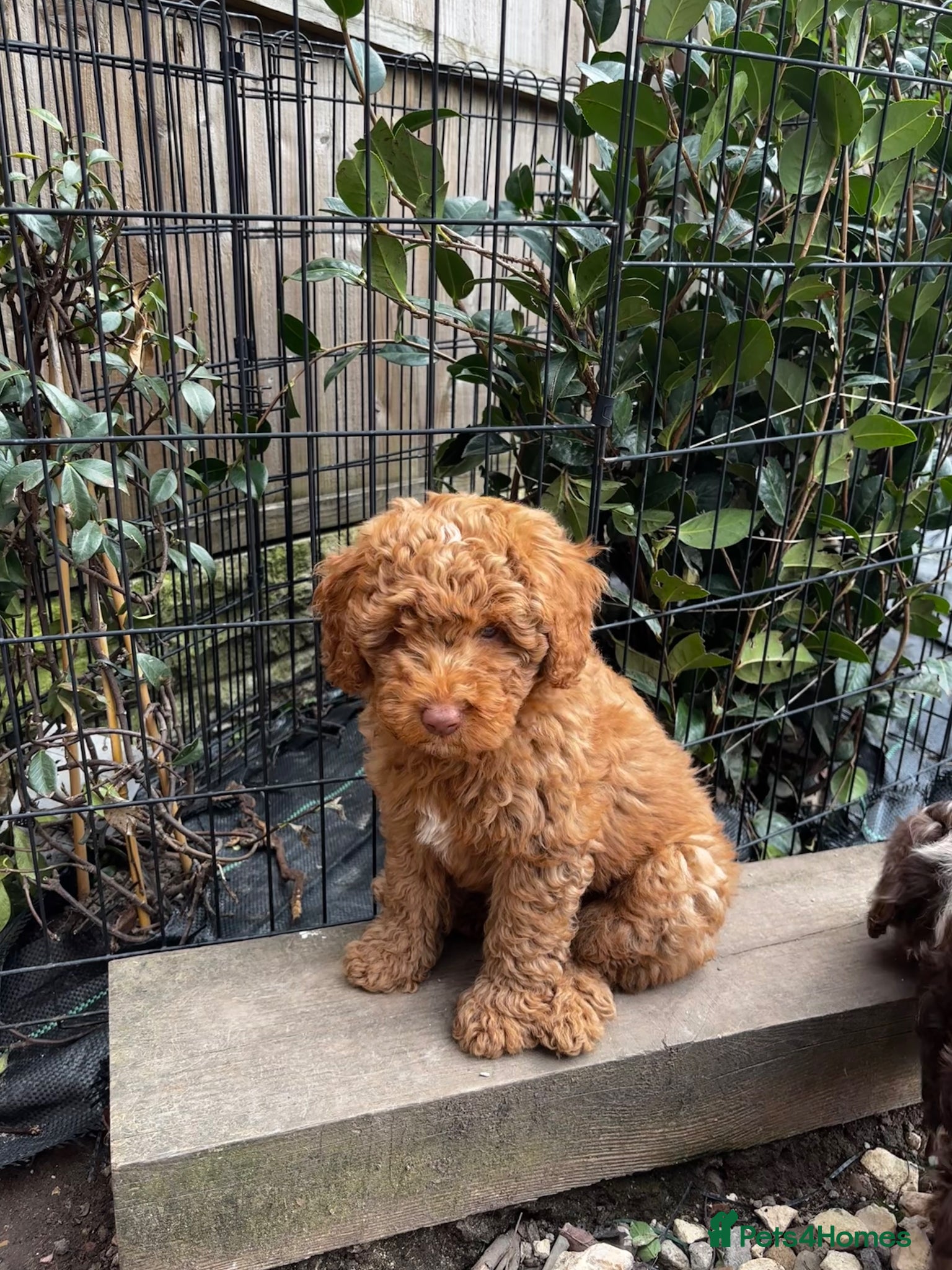 Cockapoo dogs F1B Pups One gorgeous lovable boy left 💙 - Advert 18
