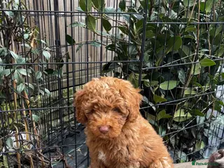 Cockapoo dogs F1B Pups One gorgeous lovable boy left 💙 - Advert 18