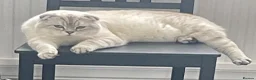 Scottish Fold cats for sale: Adorable Scottish Fold Kittens - Advert 7