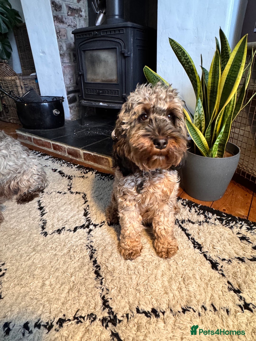 Cockapoo dogs for sale: Stable-tan-black cockapoos F2 - Advert 1