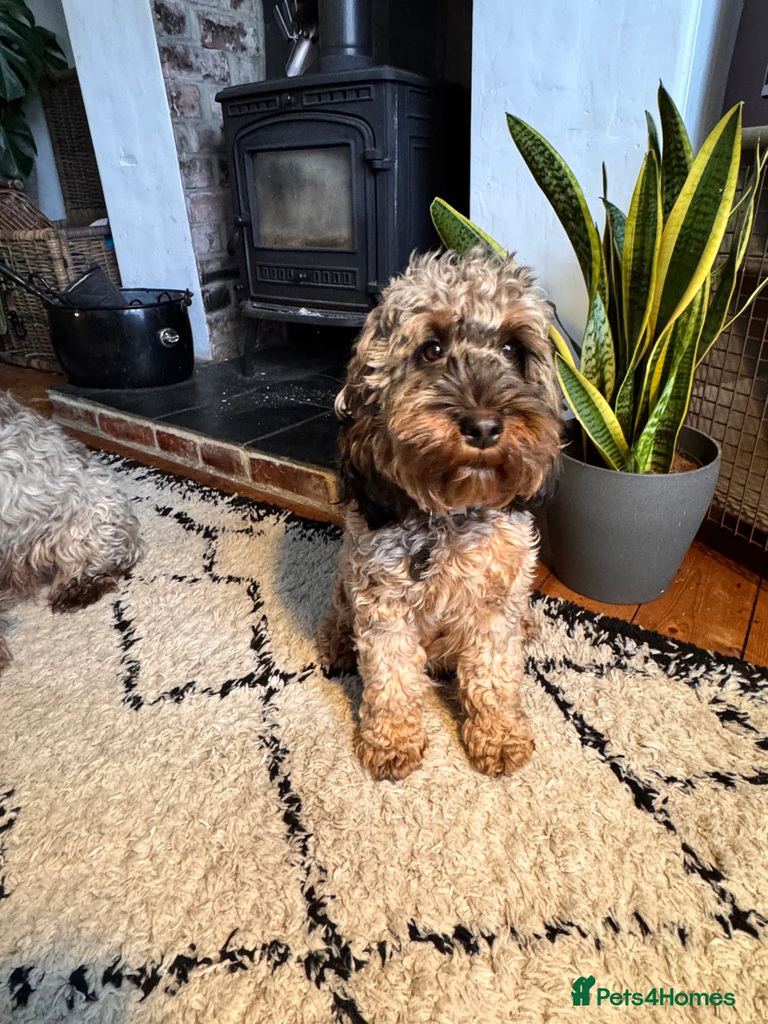 Cockapoo dogs for sale: Stable-tan-black cockapoos F2 - Advert 1