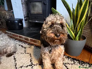 Cockapoo dogs Stable-tan-black cockapoos F2 - Advert 12