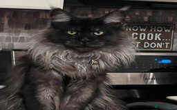 Maine Coon cats for sale: Gorgeous Maine Coon/Ragdoll Girl - Image 6