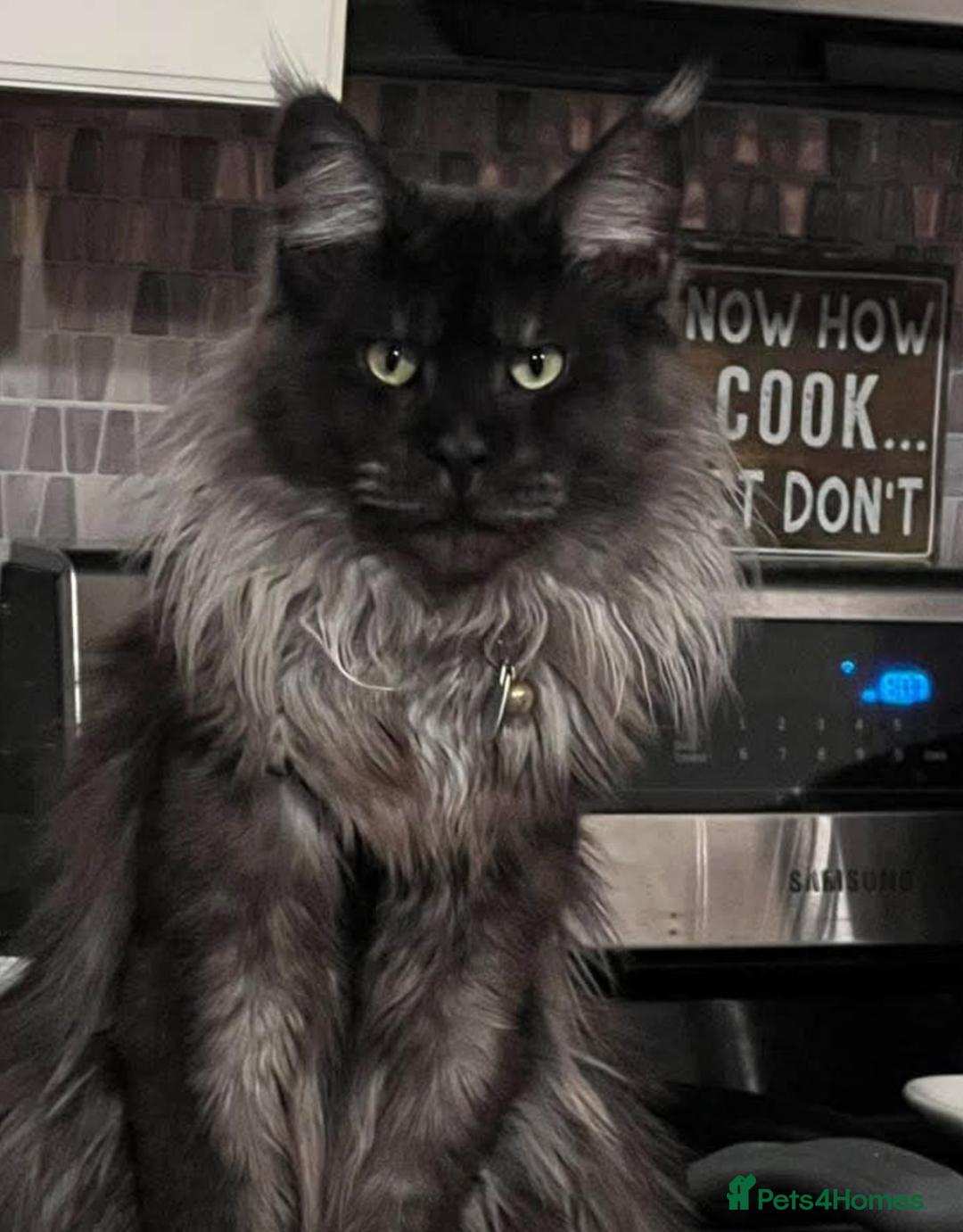 Maine Coon cats for sale: Gorgeous Maine Coon/Ragdoll Girl - Image 6