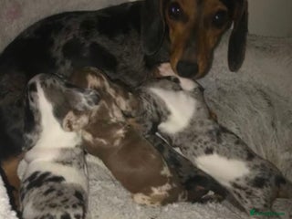 Miniature Dachshund dogs Spectacular Miniature Dachshund Puppies - Advert 1
