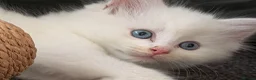 Mixed Breed cats for sale: beautiful white kitten with blue eyes - Advert 11