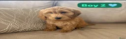 Cockapoo dogs for sale: 1 Boy left red F1b cockapoo puppy’s  - Advert 3