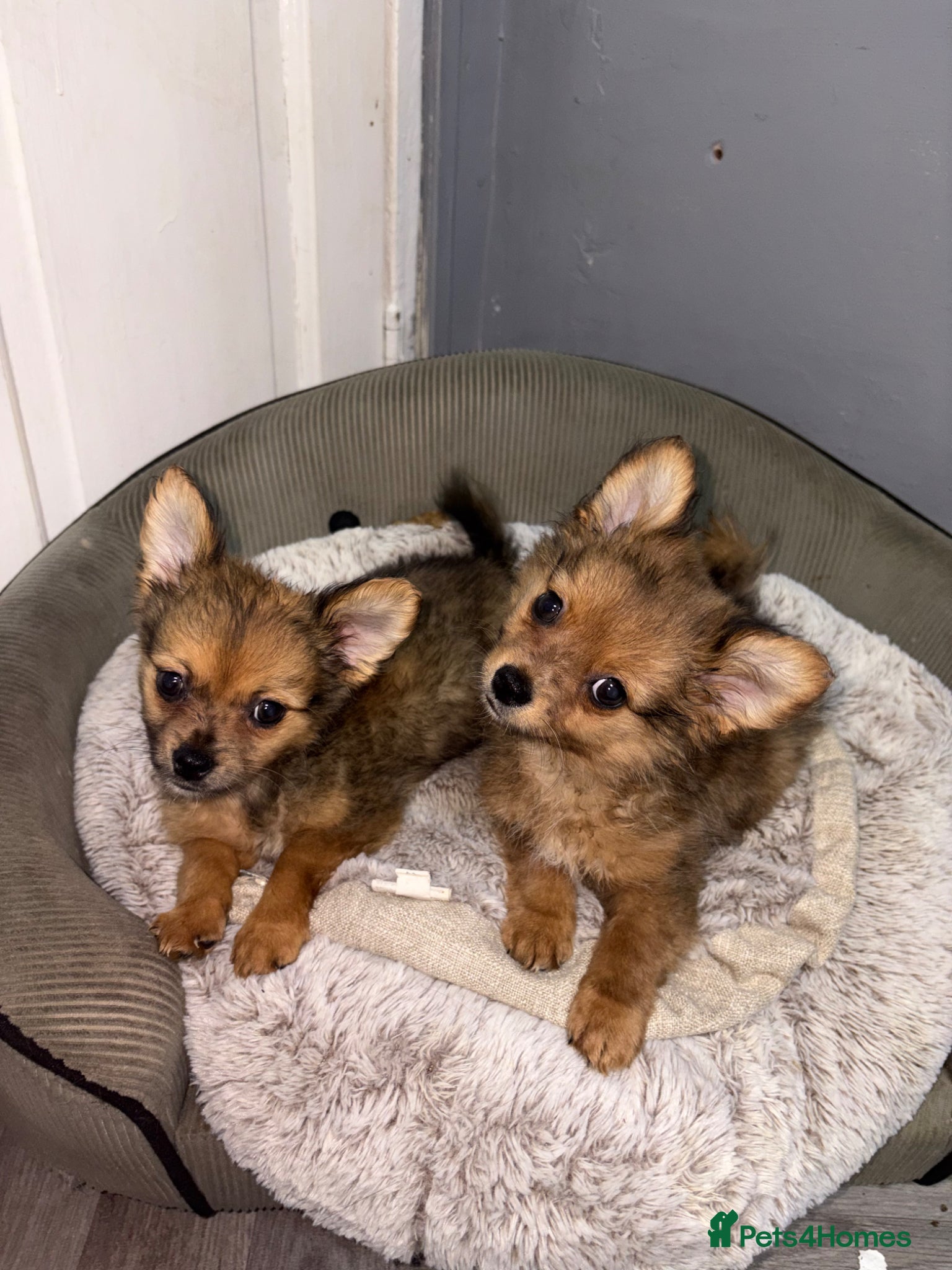Pomchi dogs READY NOW 🎉 Pomchi Puppies - Advert 16