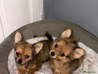 Pomchi dogs READY NOW 🎉 Pomchi Puppies - Advert 16