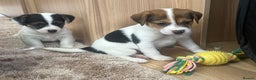 Jack Russell dogs for sale: Gorgeous short-legged Jack Russell Puppies! - Advert 10