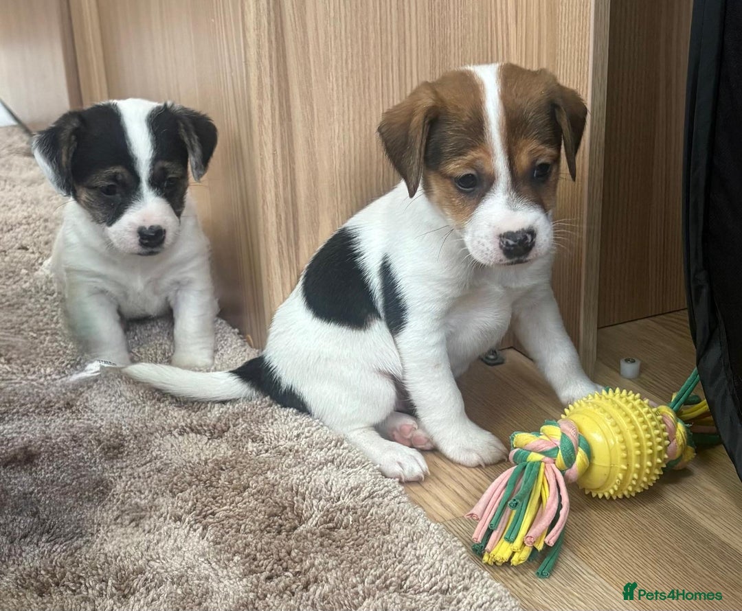 Jack Russell dogs for sale: Gorgeous short-legged Jack Russell Puppies! - Advert 10