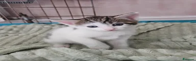 Mixed Breed Kitten 3