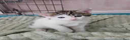 Mixed Breed cats for sale: Tabby and white kittens - Advert 7