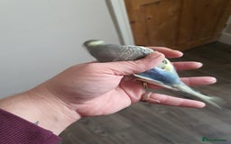 Budgerigars birds for sale: Baby budgies - Image 8