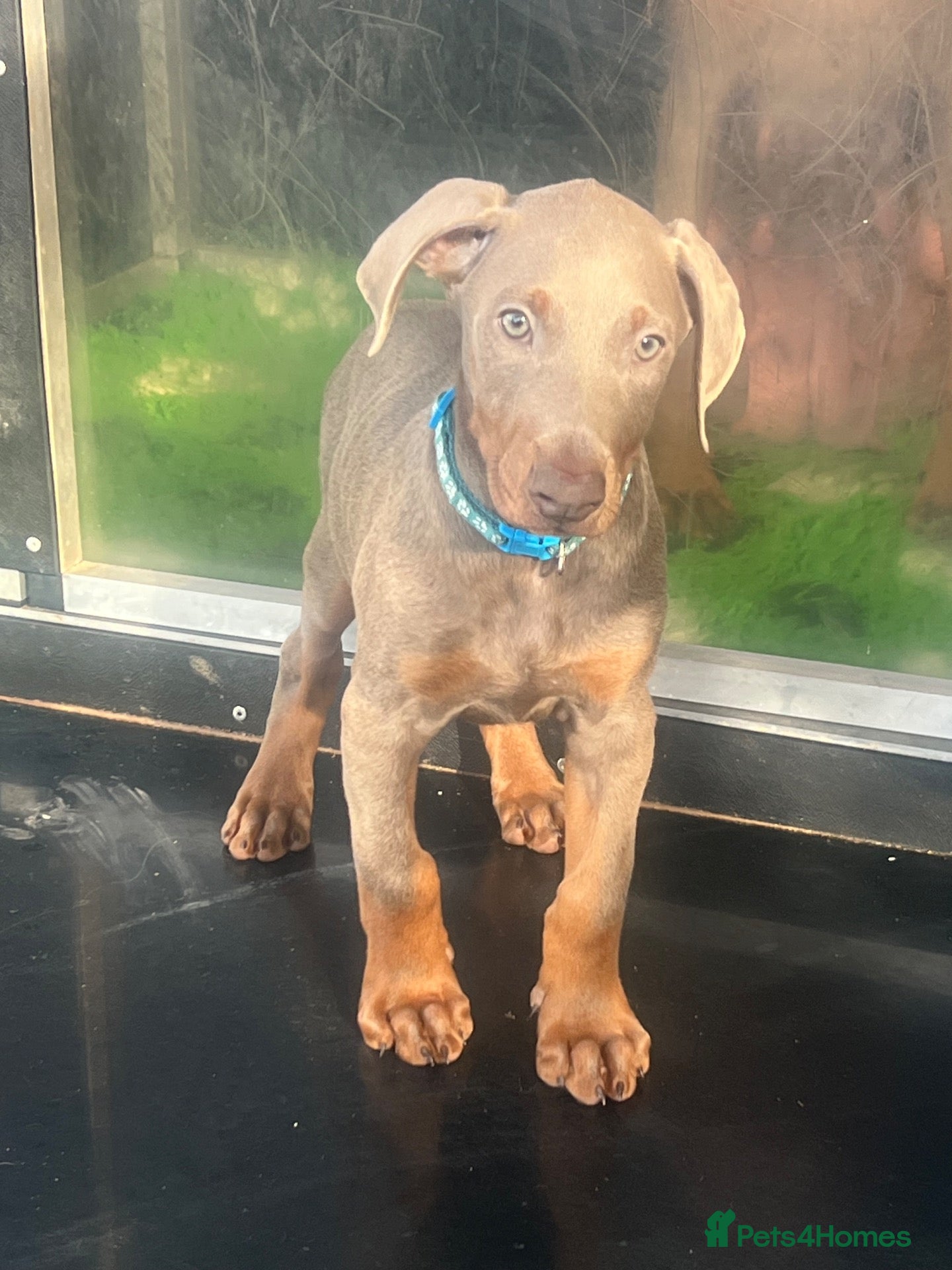 Dobermann dogs for sale: OUTSTANDING ISOBELLA DOBERMANN PUPPY  - Advert 1