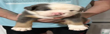 Olde English Bulldogge 2