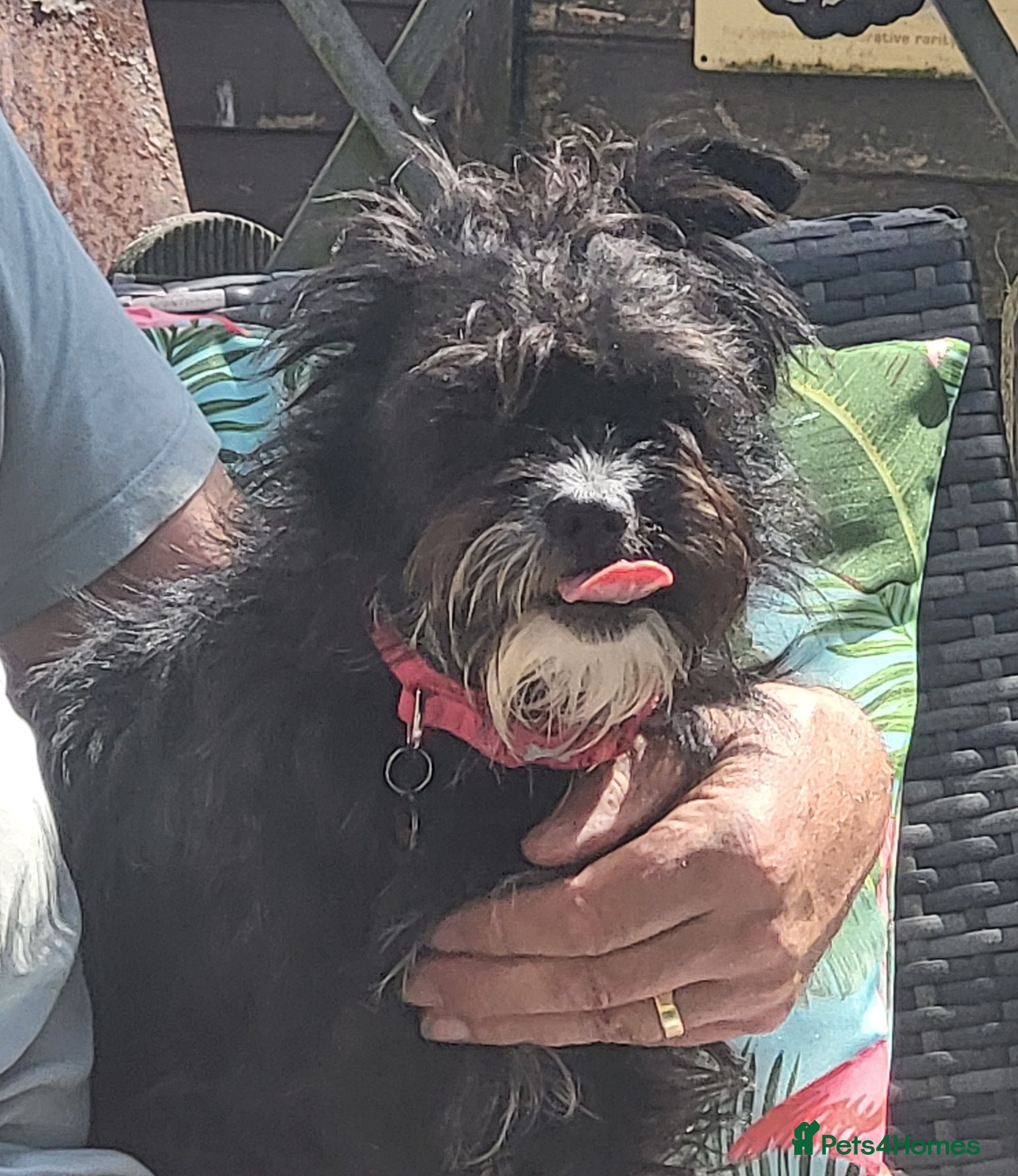 Mixed Breed dogs TAMI 🐾🐾 - Advert 1