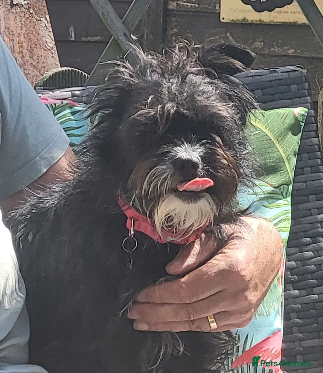 Mixed Breed dogs for adoption: TAMI 🐾🐾 - Advert 1