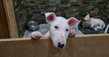 English Bull Terrier dogs Beautiful k.c reg bully pups  ready to go - Advert 5