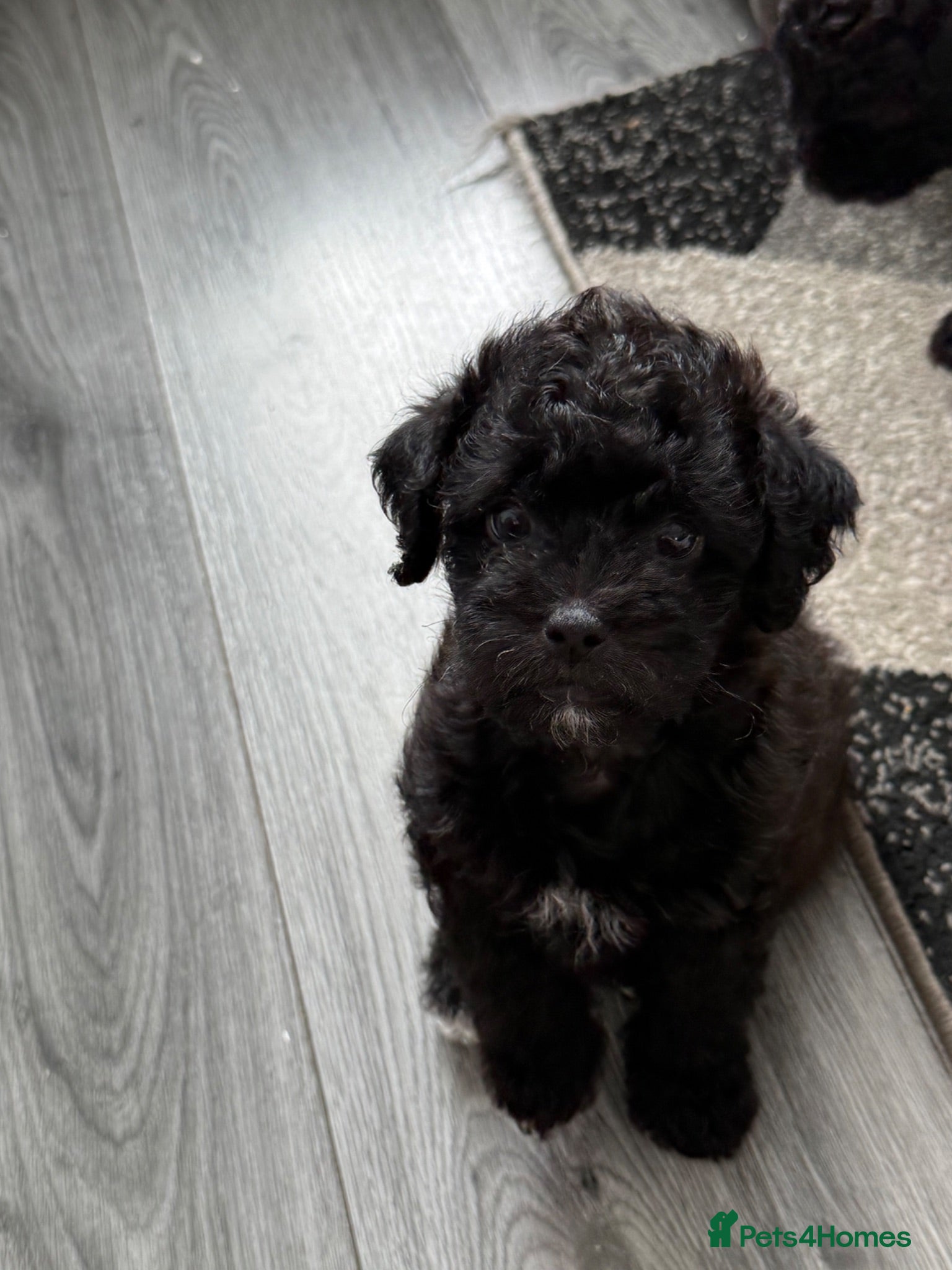 Maltipoo dogs Outstanding Malshipoo puppies. - Advert 2