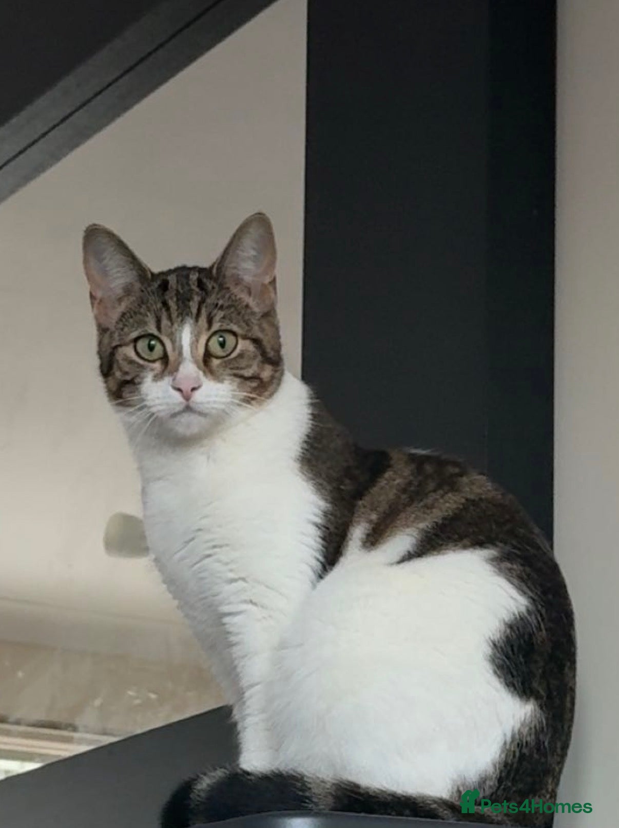 Mixed Breed cats Female cat  - Advert 2