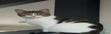 female cat