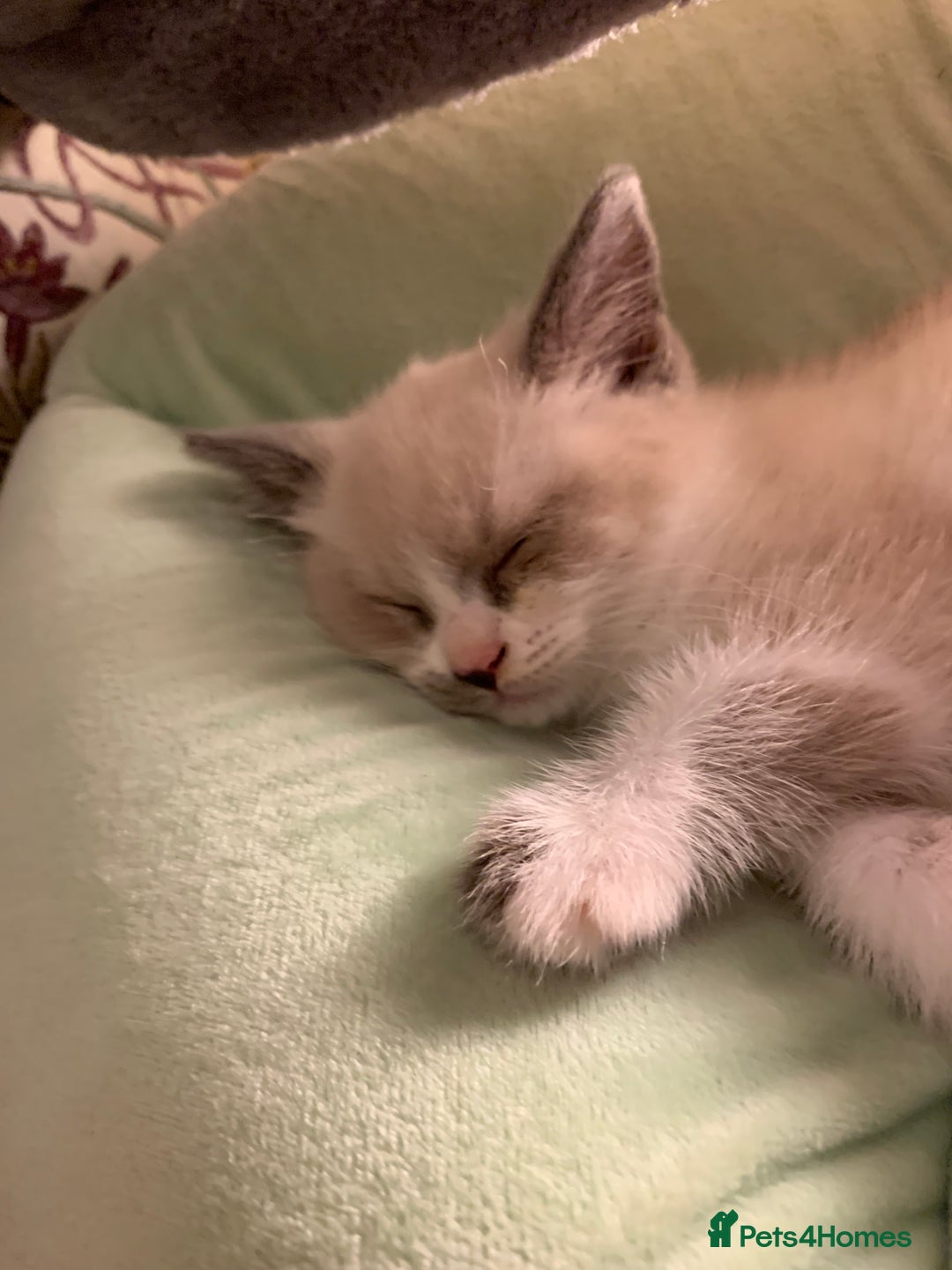 Persian cats for sale: Our cute adorable little female seal point  - Image 4