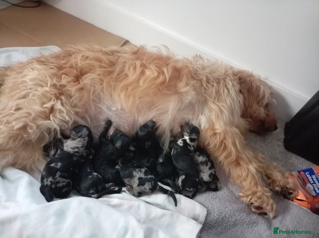 Mini Goldendoodle dogs for sale: Gorgeous Teddy Bear Goldendoodle - Advert 1