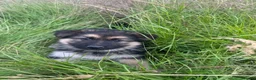 German Shepherd dogs for sale: Long haired German shepherd puppies  - Advert 9