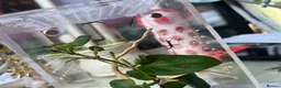 Stick Insects invertebrates for sale: Black Beauty stick insect nymphs for sale in Milford Haven - Advert 2