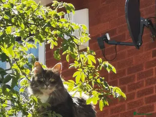 Mixed Breed cats Maincoon X - Advert 1