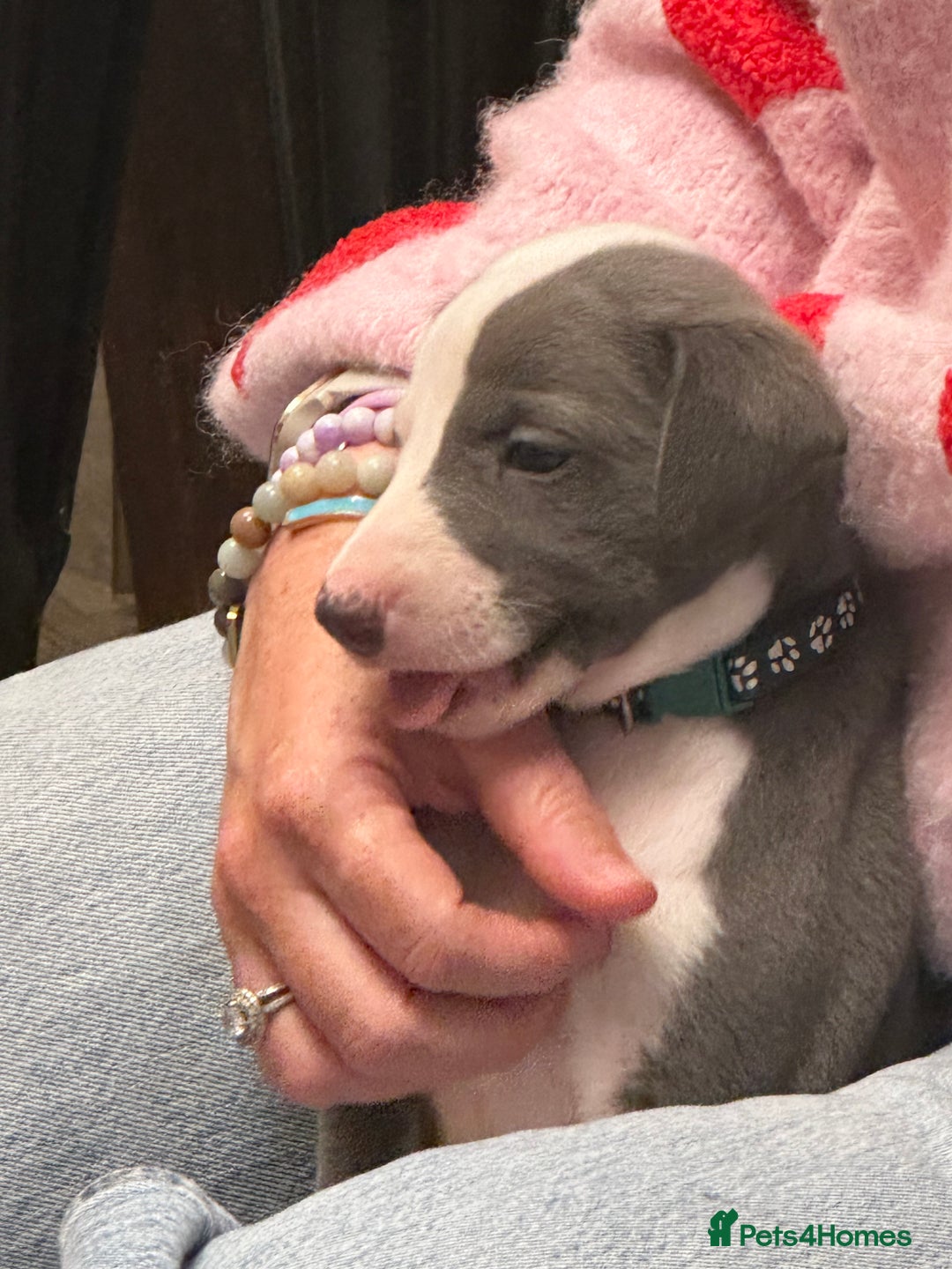Whippet dogs for sale: Kc reg whippets Hear and eye tested parents  - Image 24